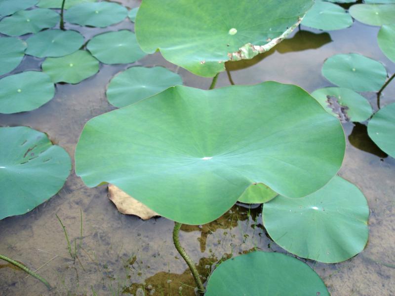 American Lotus Outdoor Alabama